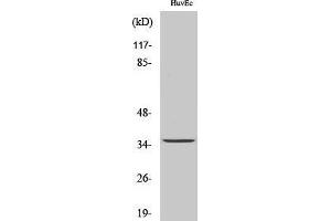 Western Blotting (WB) image for anti-Transmembrane BAX Inhibitor Motif Containing 1 (TMBIM1) (C-Term) antibody (ABIN3177176) (TMBIM1 anticorps  (C-Term))