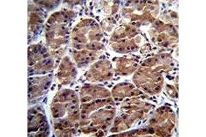 SOCS4 antibody immunohistochemistry analysis in formalin fixed and paraffin embedded human stomach tissue. (SOCS4 anticorps  (AA 227-254))