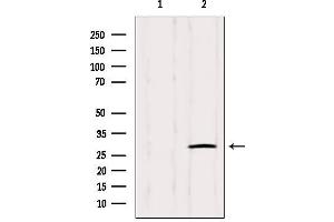 Western blot analysis of extracts from Hybridoma cells, using IGFBPL1 Antibody. (IGFBPL1 anticorps  (Internal Region))