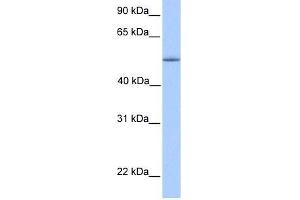 ZNF708 antibody used at 0. (ZNF708 anticorps  (C-Term))