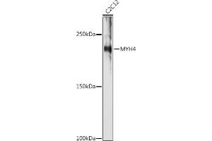 Western blot analysis of extracts of C2C12 cells, using MYH4 antibody (ABIN7268749) at 1:1000 dilution.