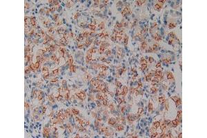 IHC-P analysis of stomach tissue, with DAB staining. (Neurotrophin 4 anticorps  (AA 81-210))