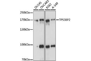 Western blot analysis of extracts of various cell lines, using TP53BP2 antibody. (TP53BP2 anticorps)