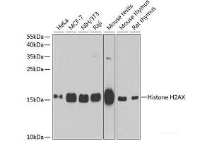 Western blot analysis of extracts of various cell lines using Histone H2AX Polyclonal Antibody at dilution of 1:1000. (H2AFX anticorps)
