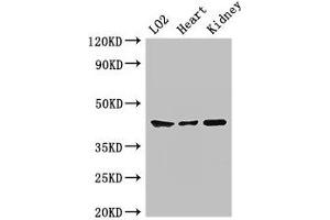 Western Blot Positive WB detected in: LO2 whole cell lysate, Mouse heart tissue, Mouse kidney tissue All lanes: MAP2K1 antibody at 2 μg/mL Secondary Goat polyclonal to rabbit IgG at 1/50000 dilution Predicted band size: 44, 41 kDa Observed band size: 44 kDa (MEK1 anticorps  (AA 2-79))