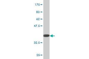Western Blot detection against Immunogen (36.