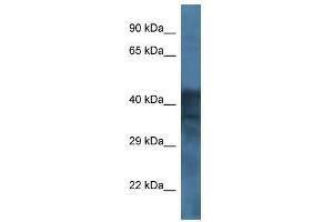 Western Blot showing GABRB1 antibody used at a concentration of 1. (GABRB1 anticorps  (Middle Region))