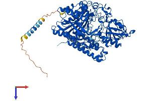 AlphaFold protein structure predicition of Human Recombinant FOLH1 Protein, UniprotID Q04609