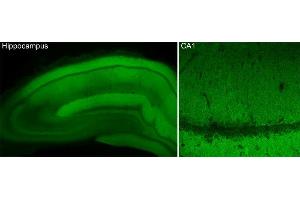 Indirect immunostaining of PFA fixed hippocampus section (dilution 1 : 500).