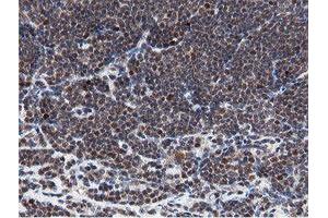 Image no. 5 for anti-Mitochondrial Intermediate Peptidase (MIPEP) (AA 174-516) antibody (ABIN1491016)