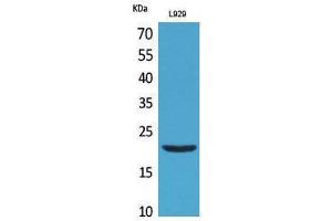 Western Blotting (WB) image for anti-Interleukin 29 (IL29) (Internal Region) antibody (ABIN3181015) (IL29 anticorps  (Internal Region))
