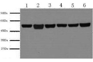Western Blot analysis of A549, Rat brain, Mouse brain, Chicken lung, Rabbit testis, Sheep muscle using beta Tubulin Monoclonal Antibody at dilution of 1:5000. (TUBB anticorps)