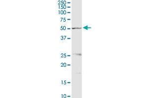 PSMD5 MaxPab rabbit polyclonal antibody.