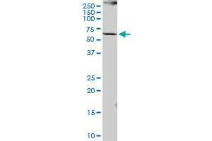 PCCB MaxPab polyclonal antibody.