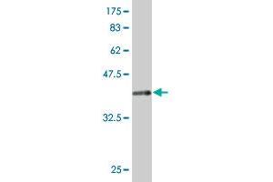 Western Blot detection against Immunogen (43.