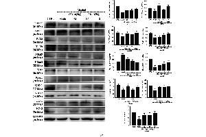 Nrf2 signaling regulated by PI3K/Akt activation is involved in AM-mediated liver protection in mice with chronic alcohol injury. (SOD1 anticorps  (AA 6-100))