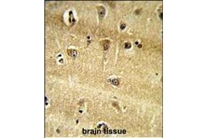 Formalin-fixed and paraffin-embedded human brain tissue reacted with RPS9 Antibody (C-term), which was peroxidase-conjugated to the secondary antibody, followed by DAB staining.
