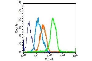 U251 cells probed with CD8 Polyclonal Antibody, Unconjugated  for 30 minutes followed by incubation with a conjugated secondary (FITC Conjugated) (green) for 30 minutes compared to control cells (blue), secondary only (light blue) and isotype control (orange).