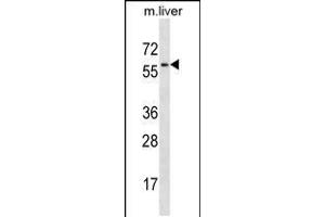 Western blot analysis in mouse liver tissue lysates (35ug/lane).
