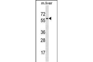 Western blot analysis in mouse liver tissue lysates (35ug/lane). (MAP2K7 anticorps  (AA 206-233))