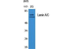 Western Blot (WB) analysis of specific cells using Lamin A/C Polyclonal Antibody. (Lamin A/C anticorps  (Ser778))