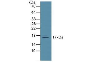 Figure. (Leptin anticorps  (AA 22-167))