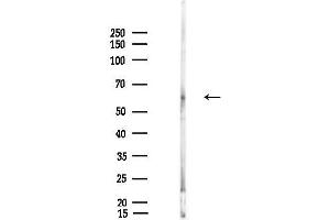 Western blot analysis of lysates from Mouse testis, using Phospho-C-RAF (Ser338) Antibody at 1/1000 dilution.