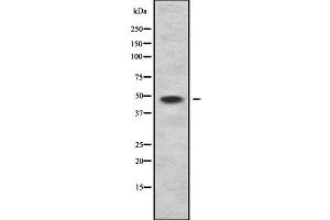 Western blot analysis of KHDRBS1 using LOVO whole  lysates. (KHDRBS1 anticorps  (C-Term))