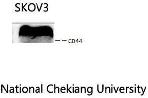 Western Blot (WB) analysis: Please contact us for more details. (CD44 anticorps  (Ser2152))