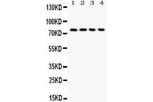 Anti-Tau antibody, Western blotting All lanes: Anti  at 0. (MAPT anticorps  (N-Term))