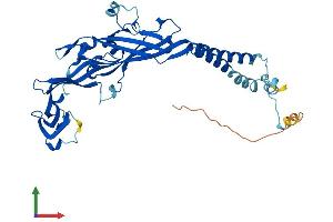 AlphaFold protein structure predicition of Mouse Recombinant P2rx3 Protein, UniprotID Q3UR32