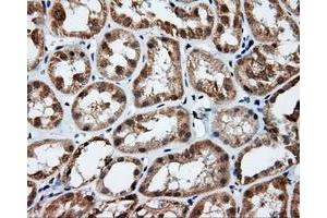 Immunohistochemical staining of paraffin-embedded prostate tissue using anti-RC201933 mouse monoclonal antibody.