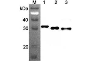 Western blot analysis using anti-Ribosomal Protein S3 (human), mAb (RP159-1)  at 1:500 dilution. (RPS3 anticorps)