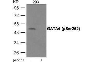 Western blot analysis of extracts from 293 cells using GATA4 (Phospho-Ser262) Antibody. (GATA4 anticorps  (pSer262))