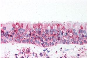 Anti-TRPV4 antibody  ABIN1049440 IHC staining of human trachea. (TRPV4 anticorps  (N-Term))