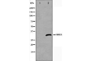 Western blot analysis on Jurkat cell lysate using MBD3 Antibody,The lane on the left is treated with the antigen-specific peptide. (MBD3 anticorps  (C-Term))