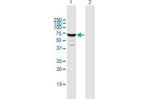 Western Blot analysis of MUS81 expression in transfected 293T cell line by MUS81 MaxPab polyclonal antibody. (MUS81 anticorps  (AA 1-551))