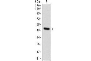 Western blot analysis using GPNMB mAb against human GPNMB recombinant protein.