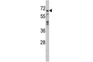 Western blot analysis of MAPK4 antibody and 293 lysate (MAPK4 anticorps  (AA 72-101))