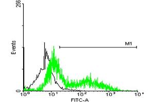 FACS analysis of HeLa cells stained with STIP1 monoclonal antibody clone 2E1 (Green) and non-stained HeLa cells (Black) as negative control. (STIP1 anticorps  (AA 1-543))