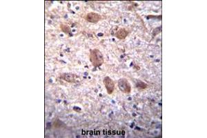 SPG7 Antibody immunohistochemistry analysis in formalin fixed and paraffin embedded human brain tissue followed by peroxidase conjugation of the secondary antibody and DAB staining. (SPG7 anticorps  (AA 115-141))