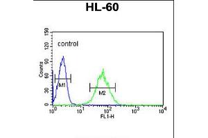 Flow cytometric analysis of HL-60 cells (right histogram) compared to a negative control cell (left histogram). (SNRPD1 anticorps  (AA 46-78))