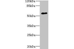 Western blot All lanes: GPR176 antibody at 10 μg/mL + A431 whole cell lysate Secondary Goat polyclonal to rabbit IgG at 1/10000 dilution Predicted band size: 57, 53 kDa Observed band size: 57 kDa (GPR176 anticorps  (AA 321-515))