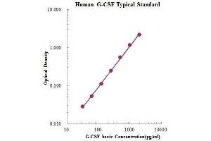 ELISA image for Colony Stimulating Factor 3 (Granulocyte) (CSF3) ELISA Kit (ABIN3198532)