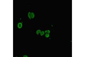 Immunofluorescent analysis of HepG2 cells using ABIN7163487 at dilution of 1:100 and Alexa Fluor 488-congugated AffiniPure Goat Anti-Rabbit IgG(H+L) (PLAC8 anticorps  (AA 1-110))