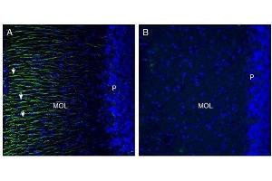 Expression of Otopetrin-1 in rat cerebellum.