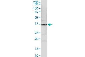NMI MaxPab rabbit polyclonal antibody. (NMI anticorps  (AA 1-307))
