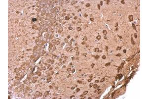 IHC-P Image EEF1A2 antibody [C1C3] detects EEF1A2 protein at cytosol on mouse fore brain by immunohistochemical analysis. (EEF1A2 anticorps)