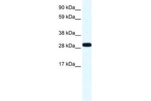 Western Blotting (WB) image for anti-Annexin A4 (ANXA4) antibody (ABIN2461408) (Annexin IV anticorps)