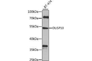 Western blot analysis of extracts of BT-474 cells, using DUSP10 antibody (ABIN6127786, ABIN6139859, ABIN6139860 and ABIN6224777) at 1:1000 dilution. (DUSP10 anticorps  (AA 1-300))